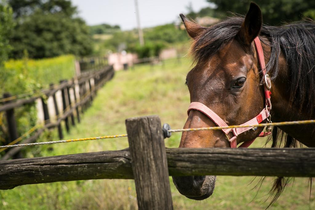 Agriturismo L.B.Stud Bracciano  Zewnętrze zdjęcie