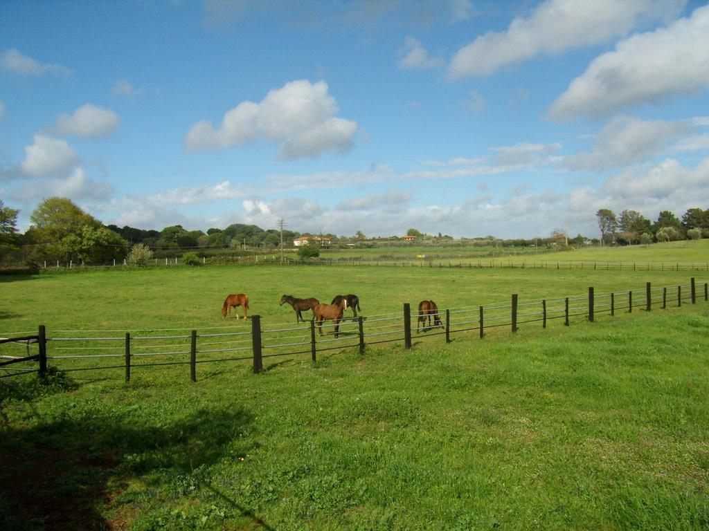 Agriturismo L.B.Stud Bracciano  Zewnętrze zdjęcie